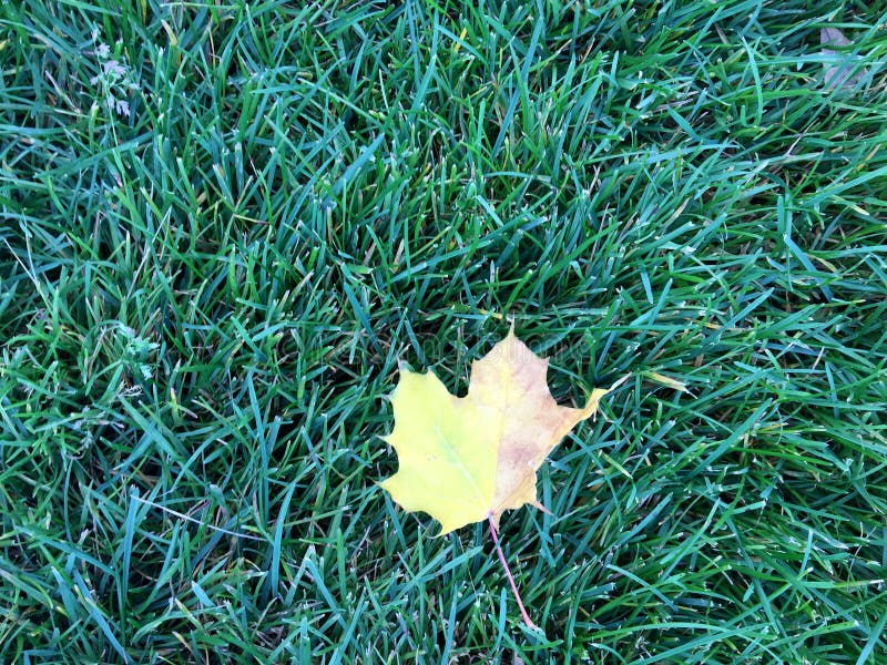 Yellow Leaves on Green Lawn. Green Grass Background Texture Stock Image