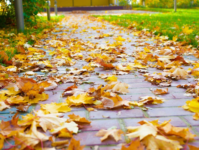 Yellow leaves on the sidewalk of the autumn park