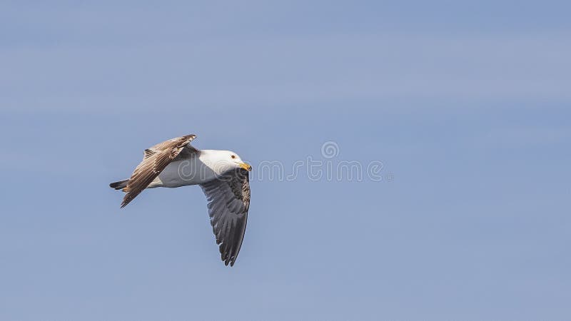 Yellow-legged Gull in Flight with Wings Down