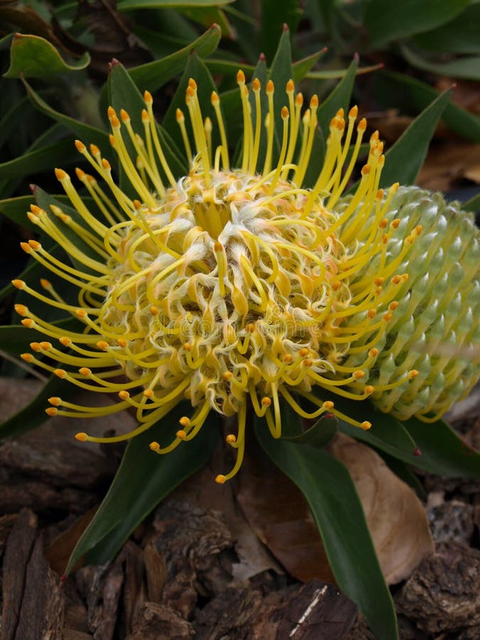 Yellow Lehua Plant Blossoming at Night during Fall in Lihue in Kauai