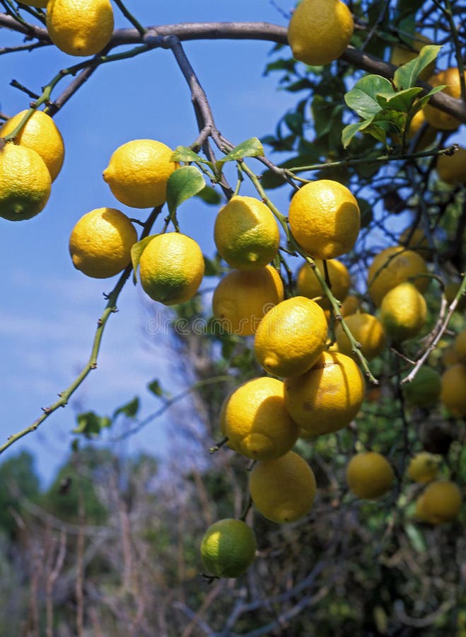 Yellow Lemon, citrus limonum, Corsica in France