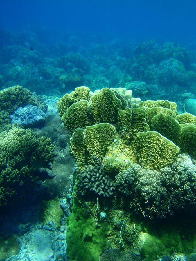 Yellow lettuce coral stock image. Image of calcium, marine 11009231