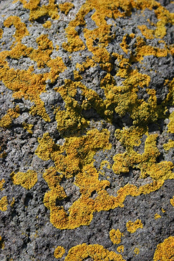 Yellow Lichen royalty free stock photos