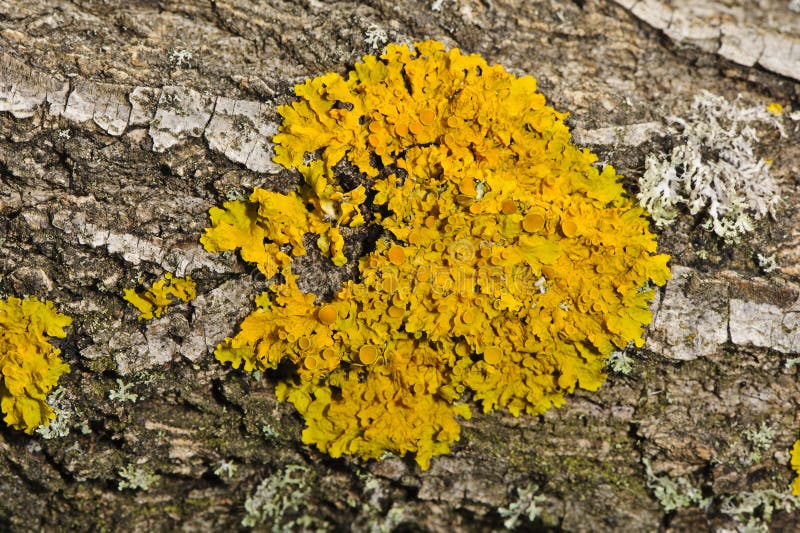 Yellow lichen stock images