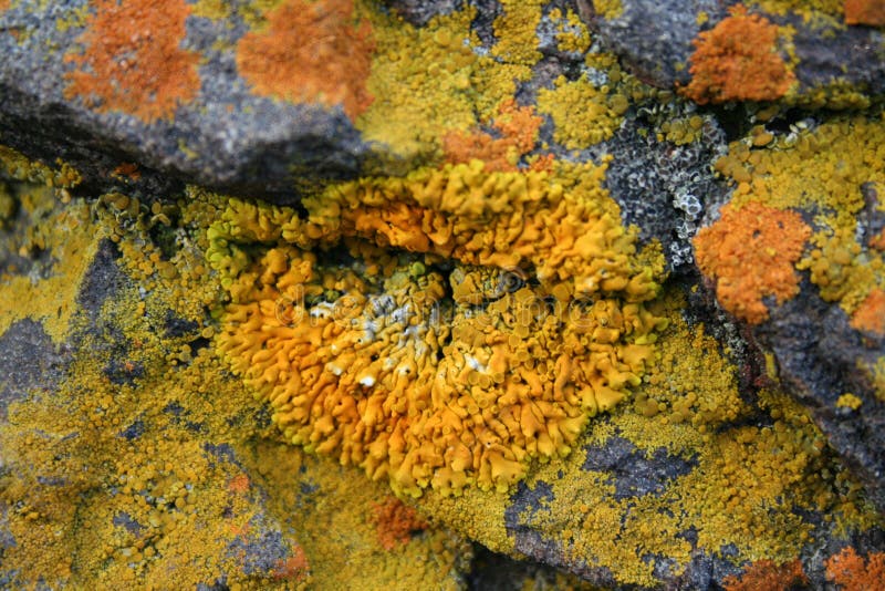 Yellow lichen stock photos