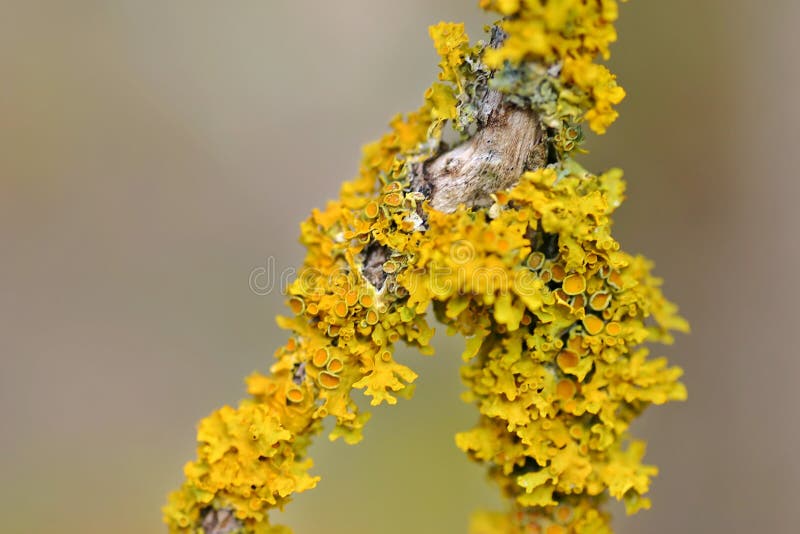 Yellow Lichen stock photo