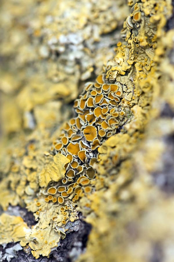 Yellow lichen stock image