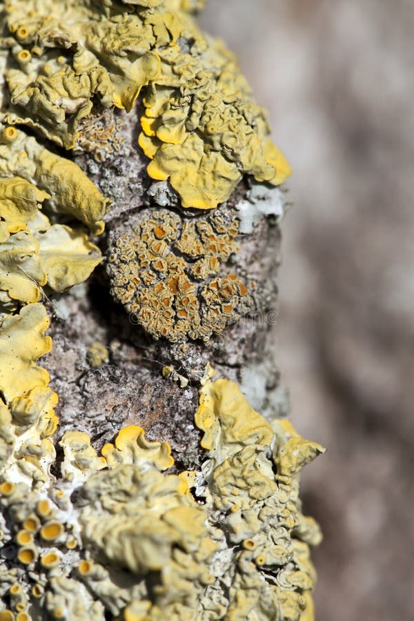 Yellow lichen royalty free stock images