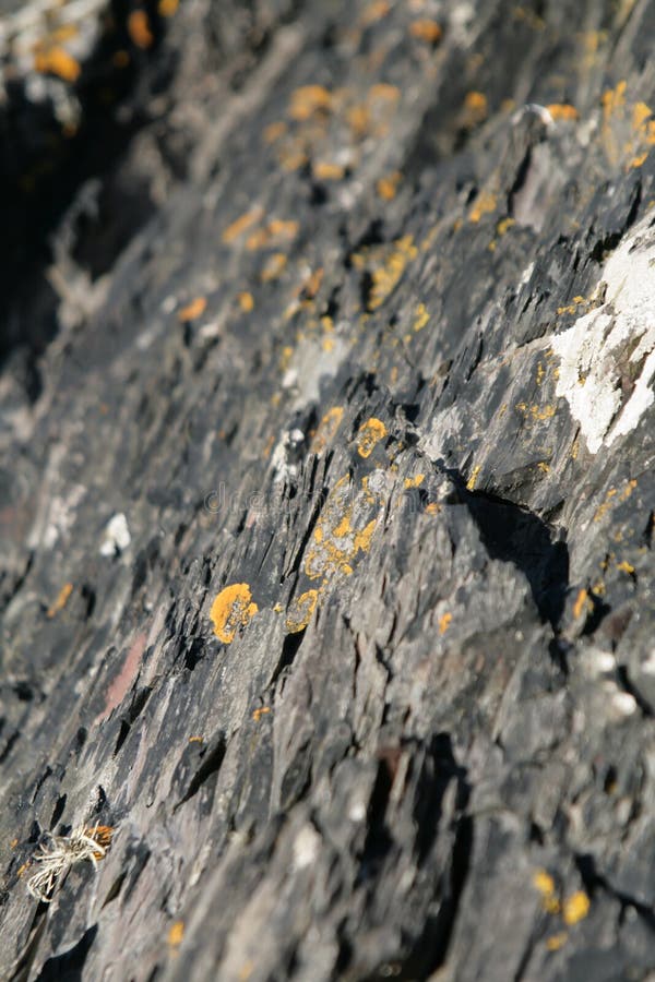 Yellow lichen growing on rocks in Scotland stock image Yellow lichen growing on rocks in Scotland stock image