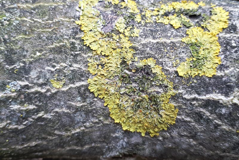 Yellow Lichen on the Bark of a Tree. Tree Trunk Affected by Lichen