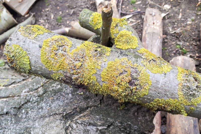Yellow Lichen on the Bark of a Tree. Tree Trunk Affected by Lichen