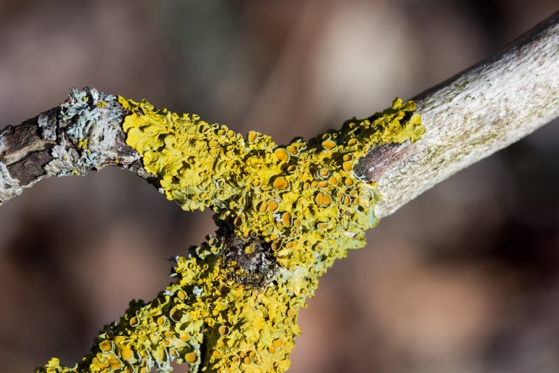 Yellow lichen growing on a tree branch stock images