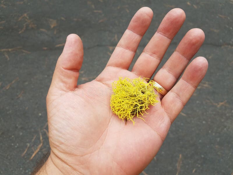 Yellow lichen in palm of hand with gold ring stock images