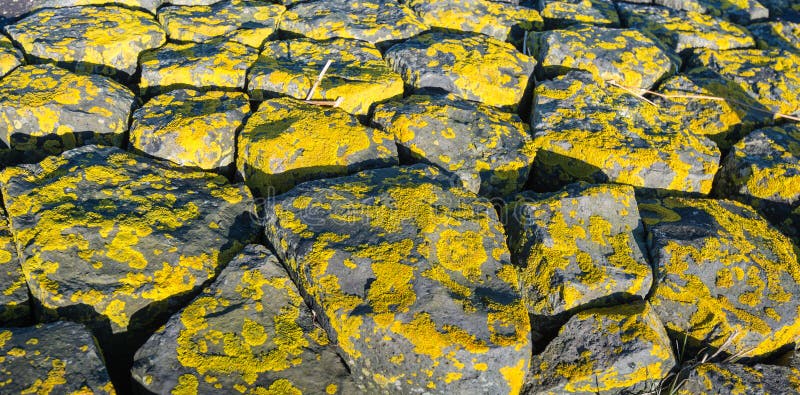 Yellow lichen on the rocks