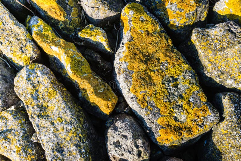 Yellow lichen on the rocks