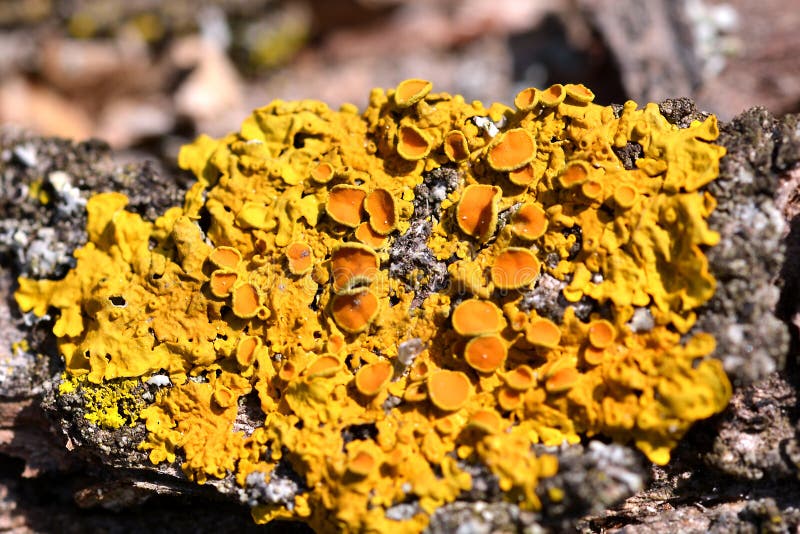 Yellow Lichen royalty free stock photography