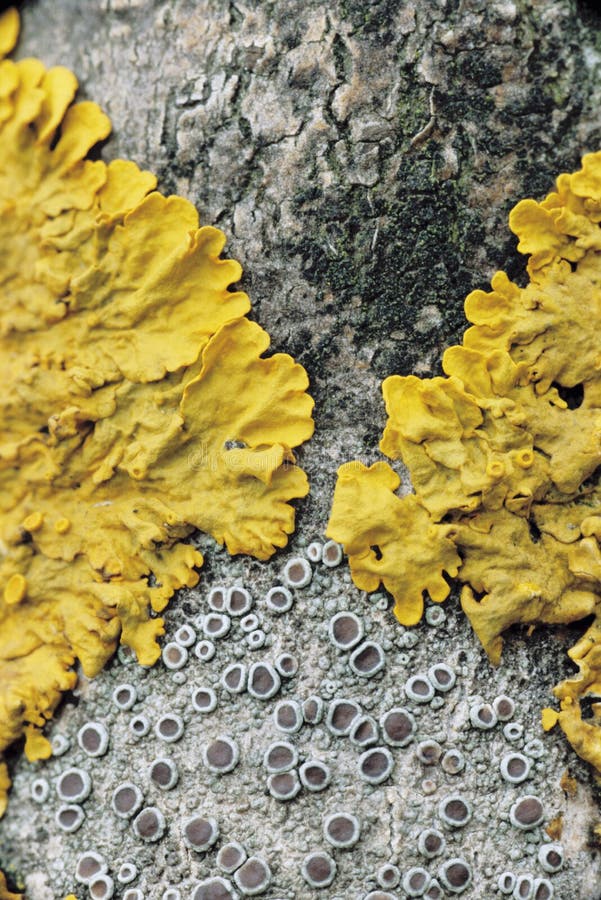 Yellow Lichen On Tree Bark royalty free stock images