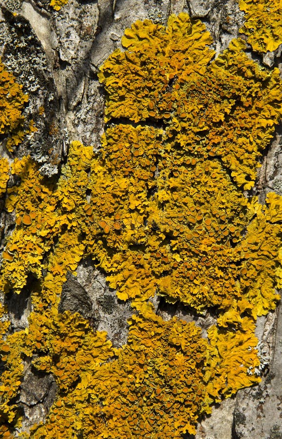 Yellow lichen on a tree bark royalty free stock photos