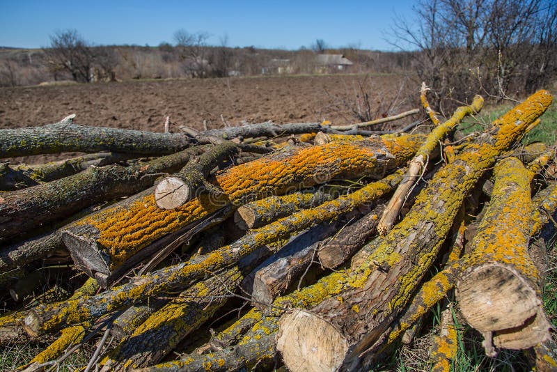 Yellow Lichen on Tree Branches, Cut Tree Struck by Parasitic Moss Stock