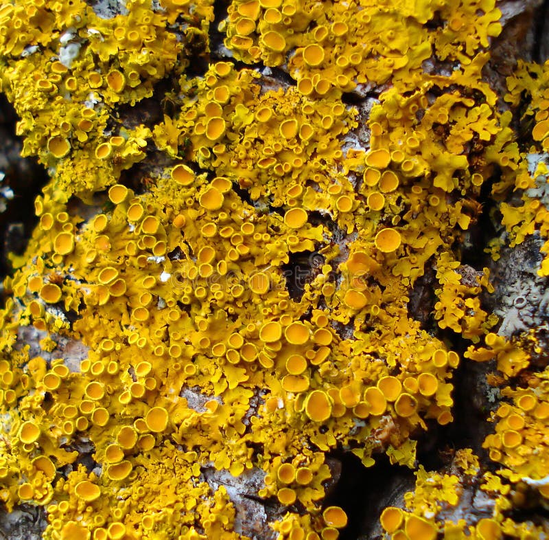 Yellow Lichens