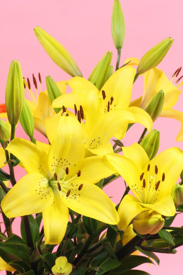 Yellow lilies