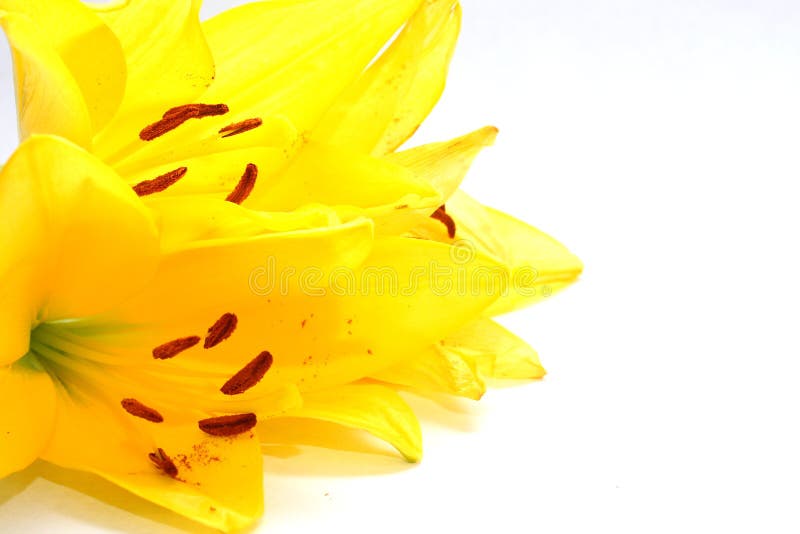 Yellow Lilies Picture. Image 5467781