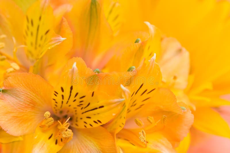 Yellow lilies