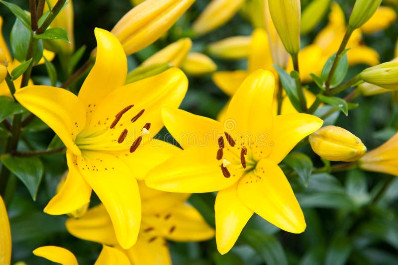 Yellow lilies, close up stock photo. Image of closeup 51077410
