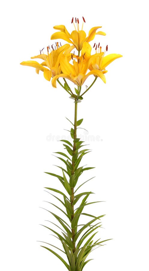 Download Yellow lilies, isolated. stock photo. Image of white - 14990736