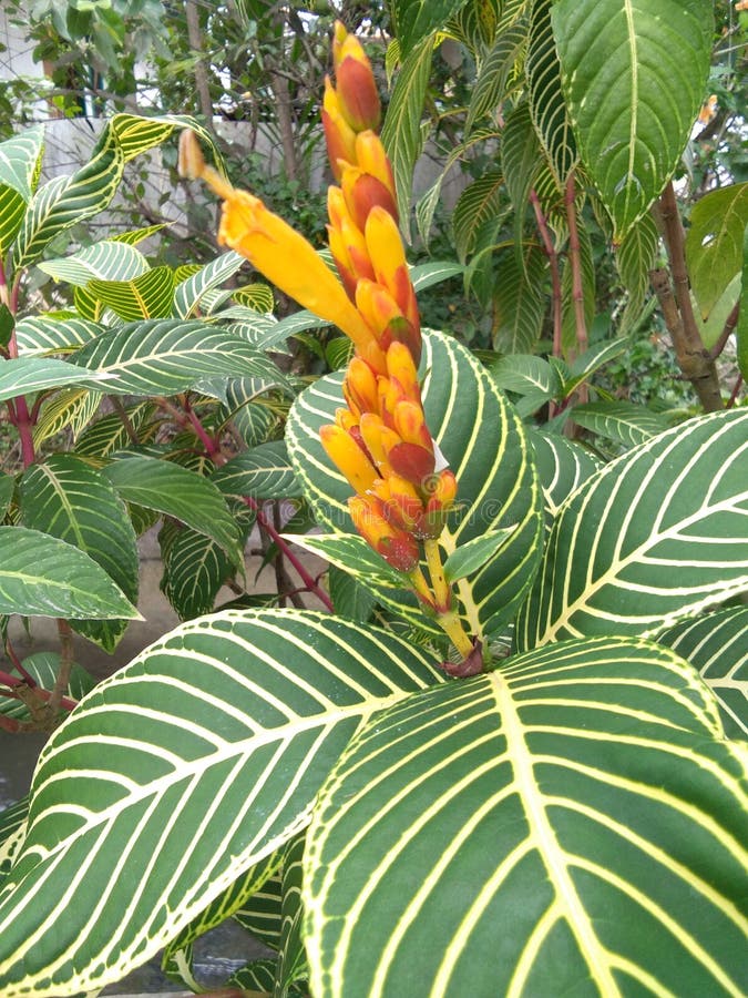 Yellow Lilies with Patterned Leaves Stock Photo Image of evergreen