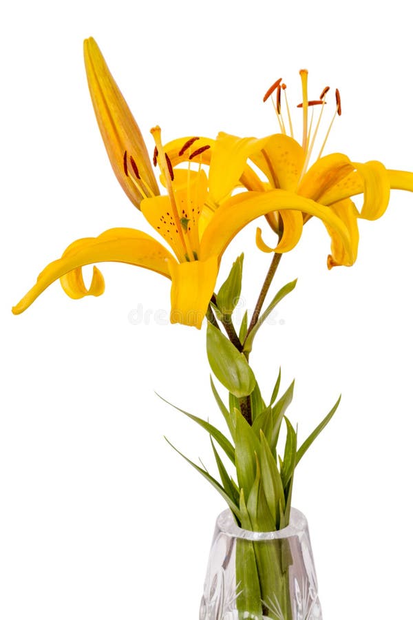 Yellow lilies in a vase stock image. Image of vase, lily 32358057