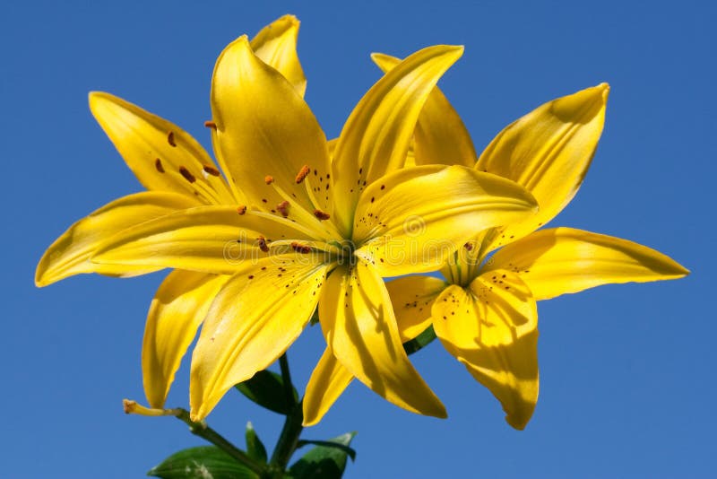 Yellow lily stock photo. Image of beautiful, stamens 15423064