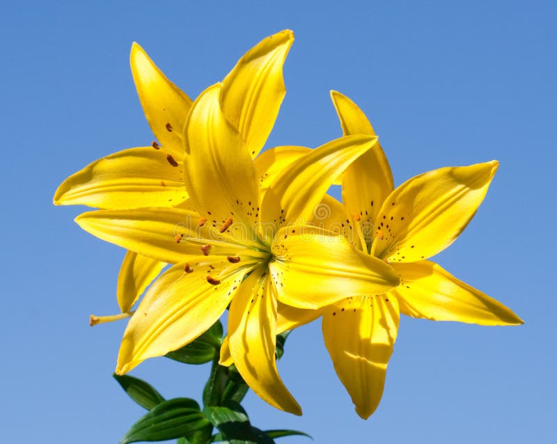 Yellow lily