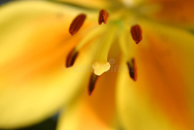 Yellow lily