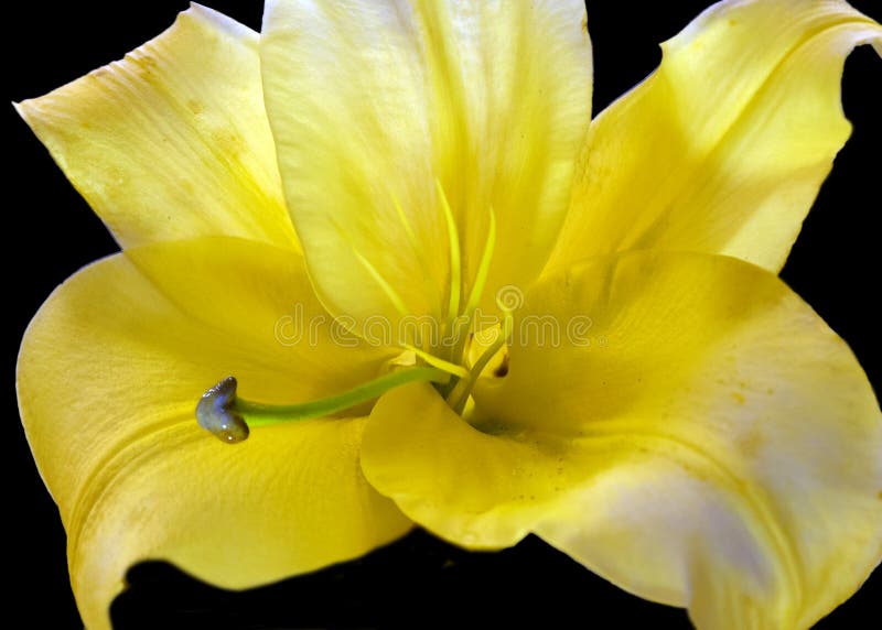 Yellow Lily in Sunshine Garden Stock Image Image of petals, garden