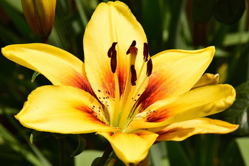 Yellow lily stock photo. Image of nice, flower, flowers 73142862