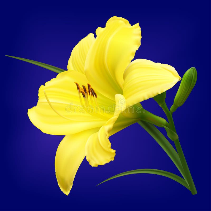 Yellow lily flower with buds