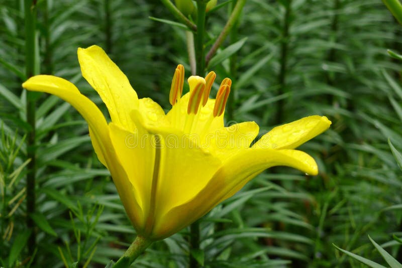 Dettagliato da giglio fiore.