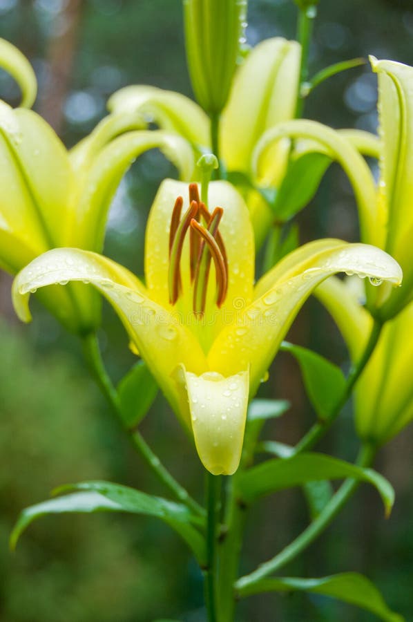 Yellow lily flower on natura background in dew