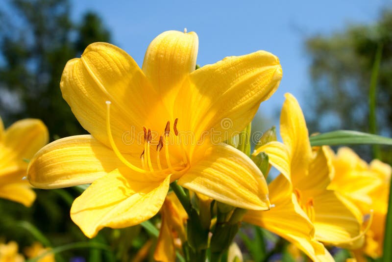 Lily Flowers stock photo. Image of fresh, bouquet, pink 30607852