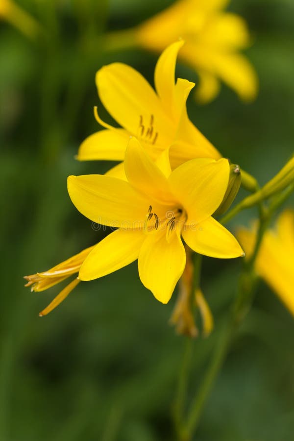 Yellow Lily on a nature background, close up shot
