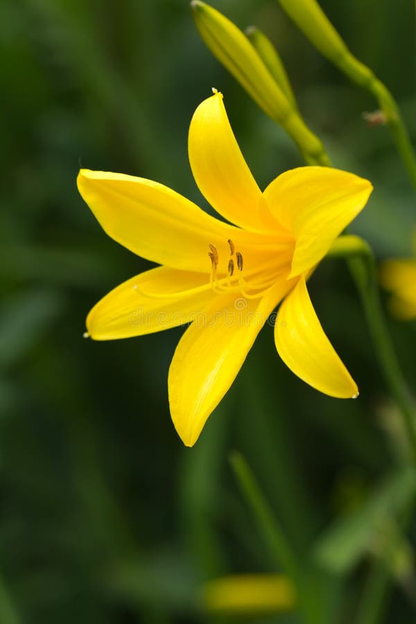 Yellow Lily on a nature background, close up shot