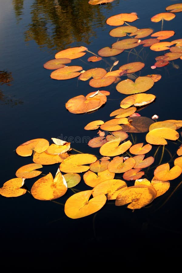 1,074 Yellow Lotus Flower Lily Pads Stock Photos Free & RoyaltyFree