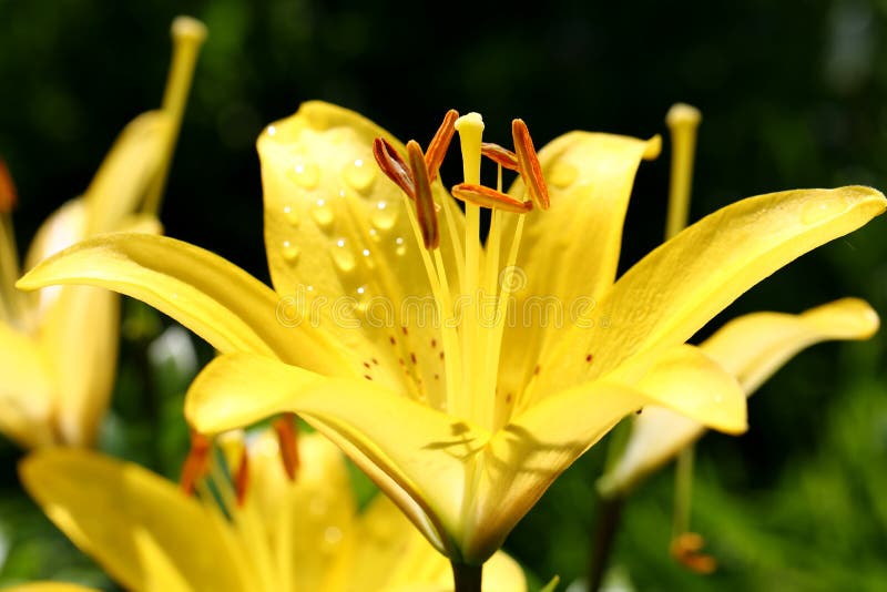 Yellow lily stock photo. Image of lilies, drops, lily 124398570
