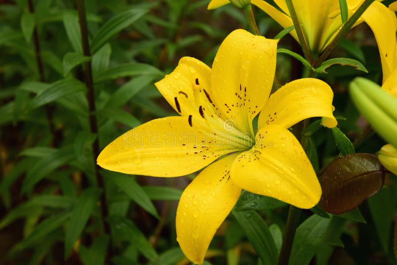 Download Yellow lilys stock image. Image of home, flower, beautiful ...