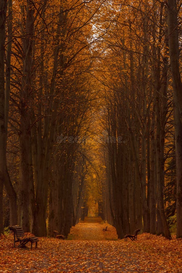 Yellow linden alley overcast autumn day