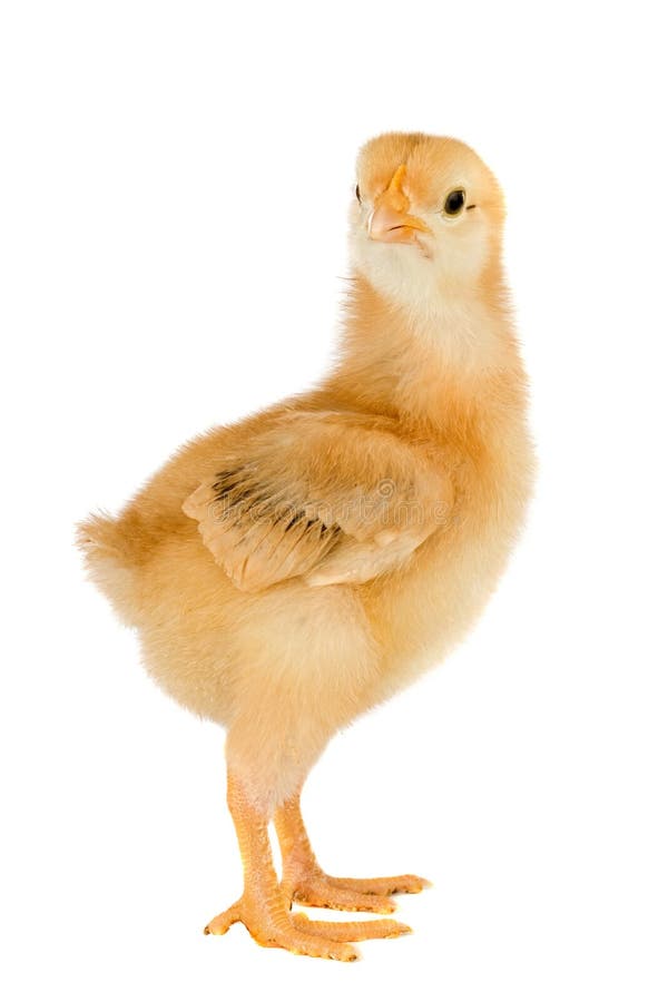 Little yellow chicken stock photo. Image of happy, beak 12928884