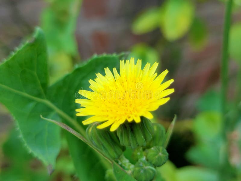 Yellow Little Flower with Small Buds Stock Photo Image of colour, design 169738098