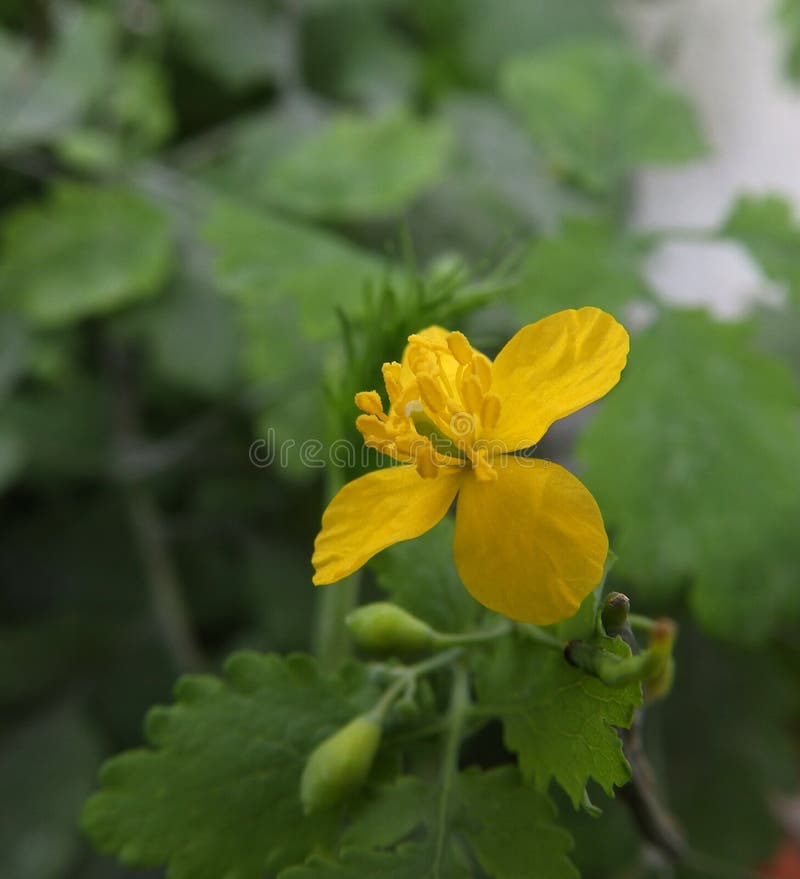 Yellow little flower stock photo. Image of nature, wild 42591502