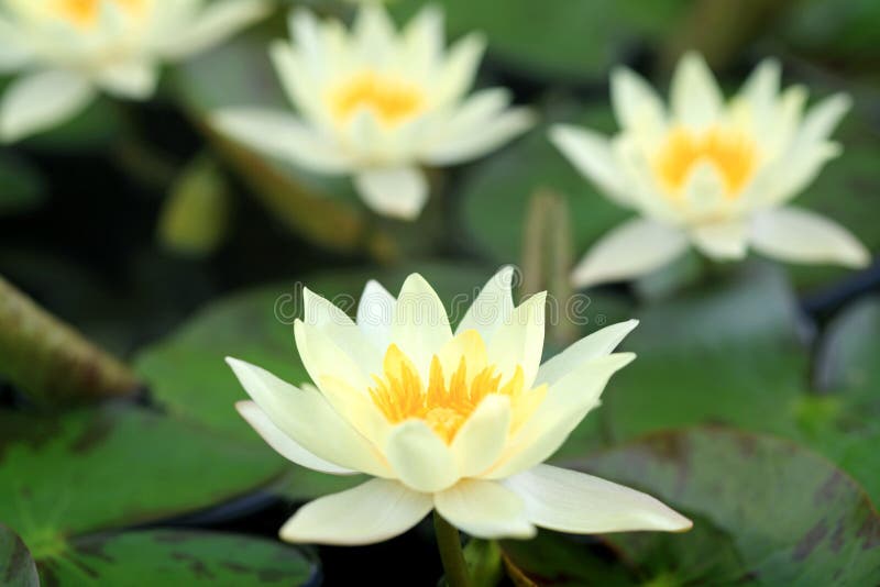 Yellow lotus